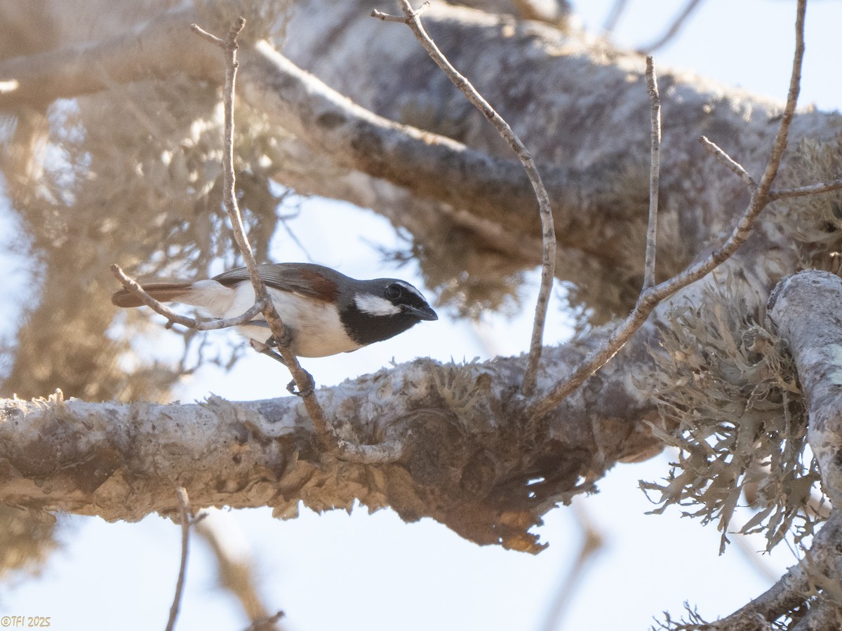 Краснохвостая ванга - ML645589169