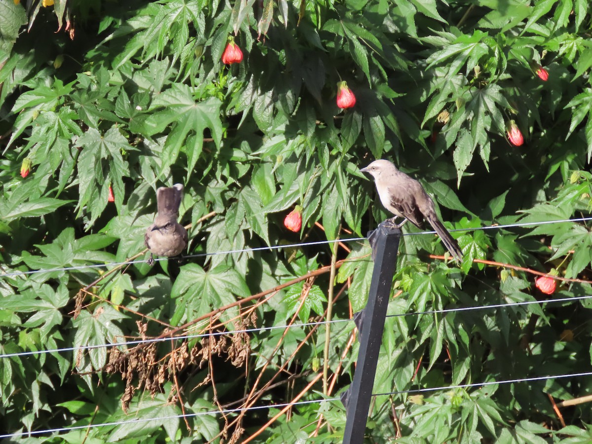 Тропический пересмешник - ML645589170