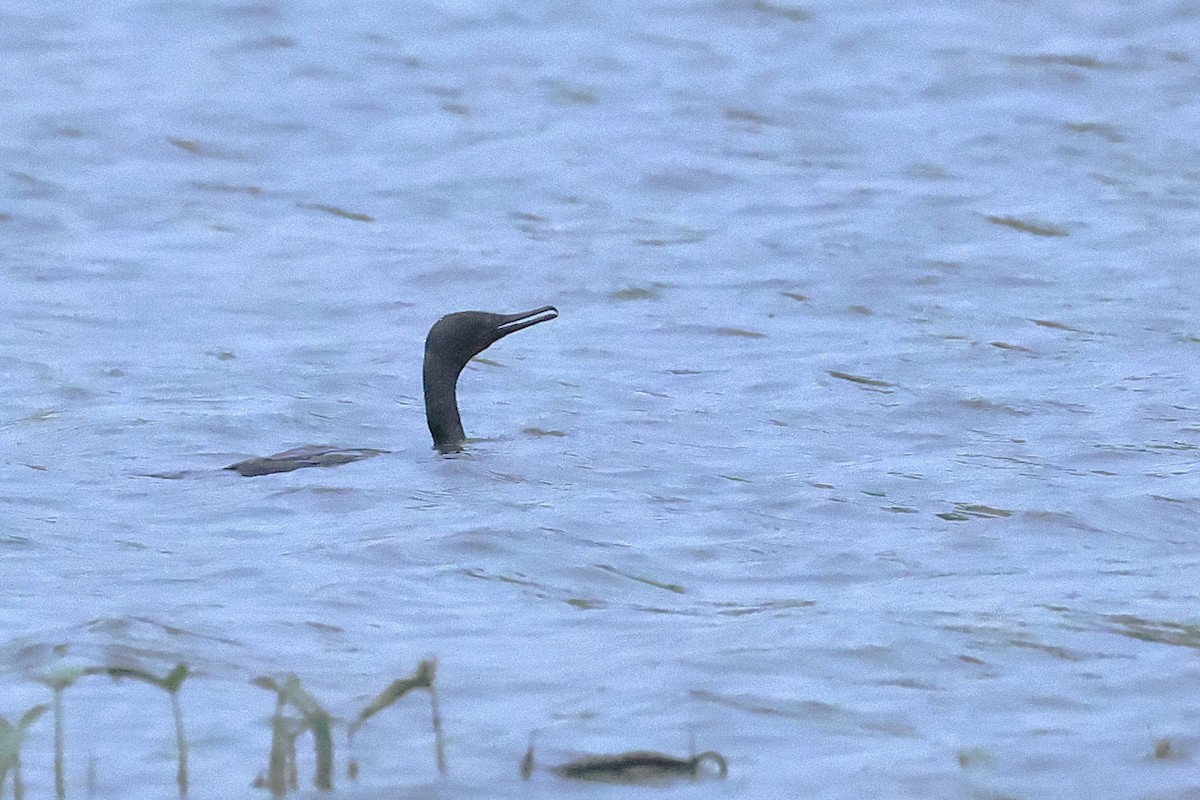 Индийский баклан - ML645589172