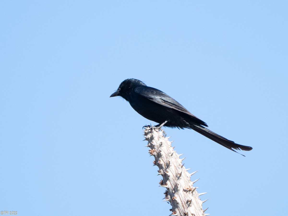 Хохлатый дронго (forficatus) - ML645589173