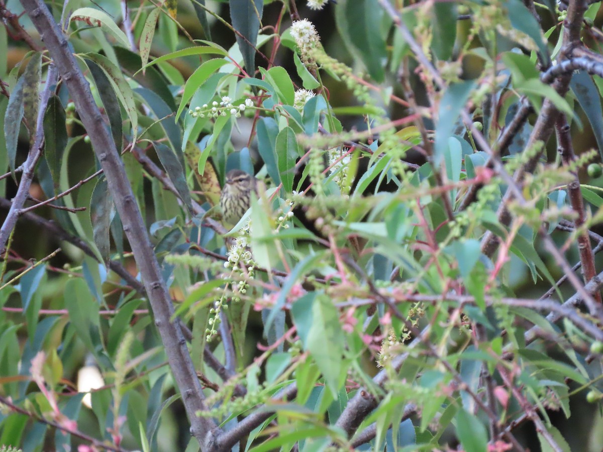 Речной певун - ML645589177