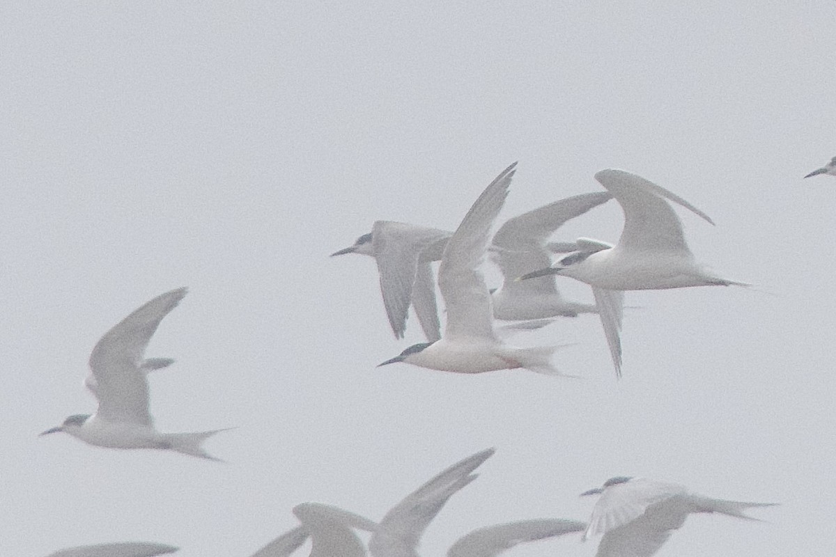 Roseate Tern - ML645589178