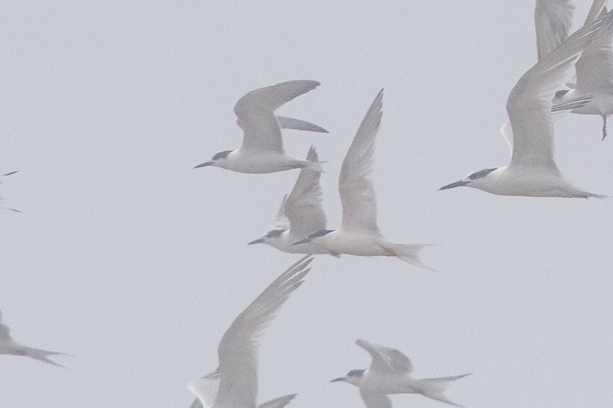 Roseate Tern - ML645589179