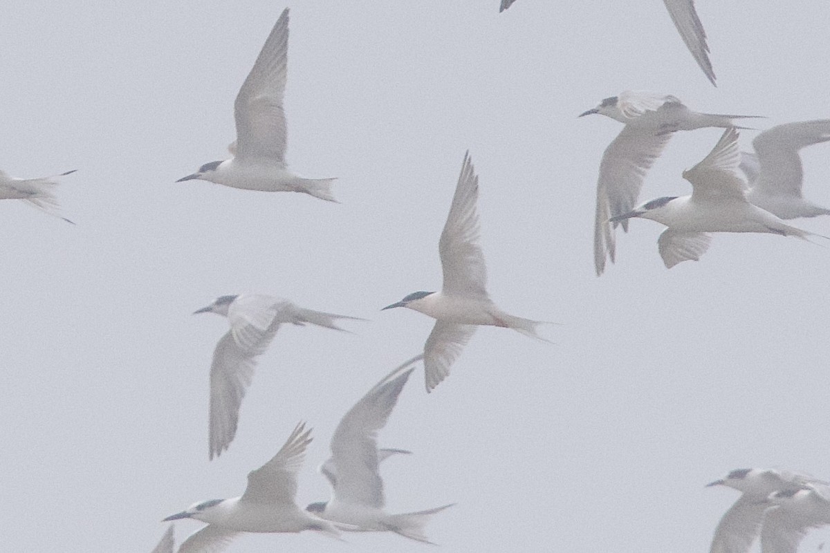 Roseate Tern - ML645589180