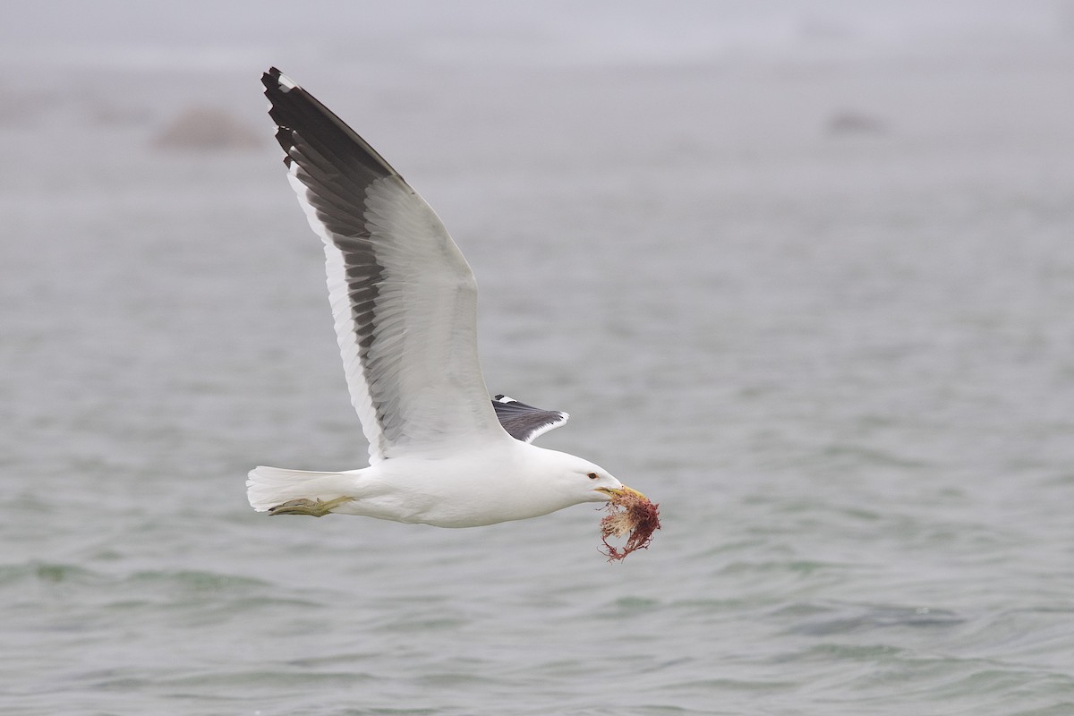 Kelp Gull - ML645589181
