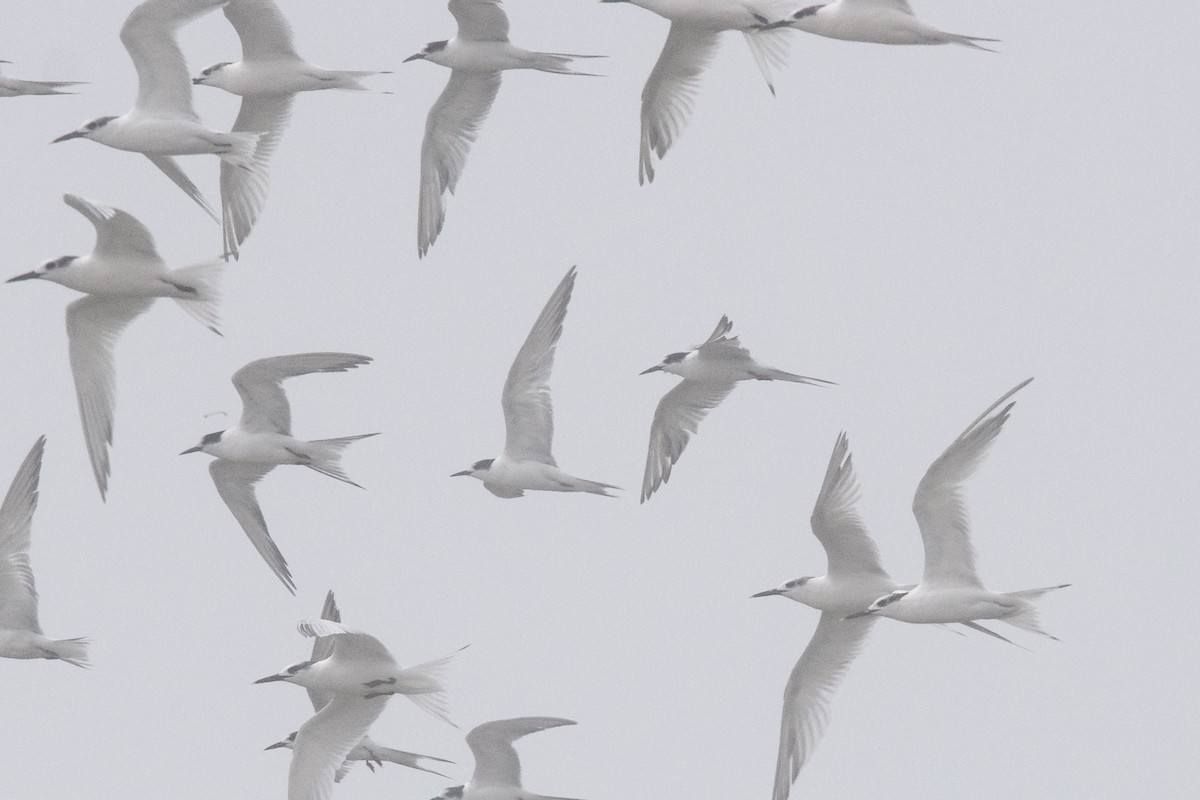 燕鷗 - ML645589184