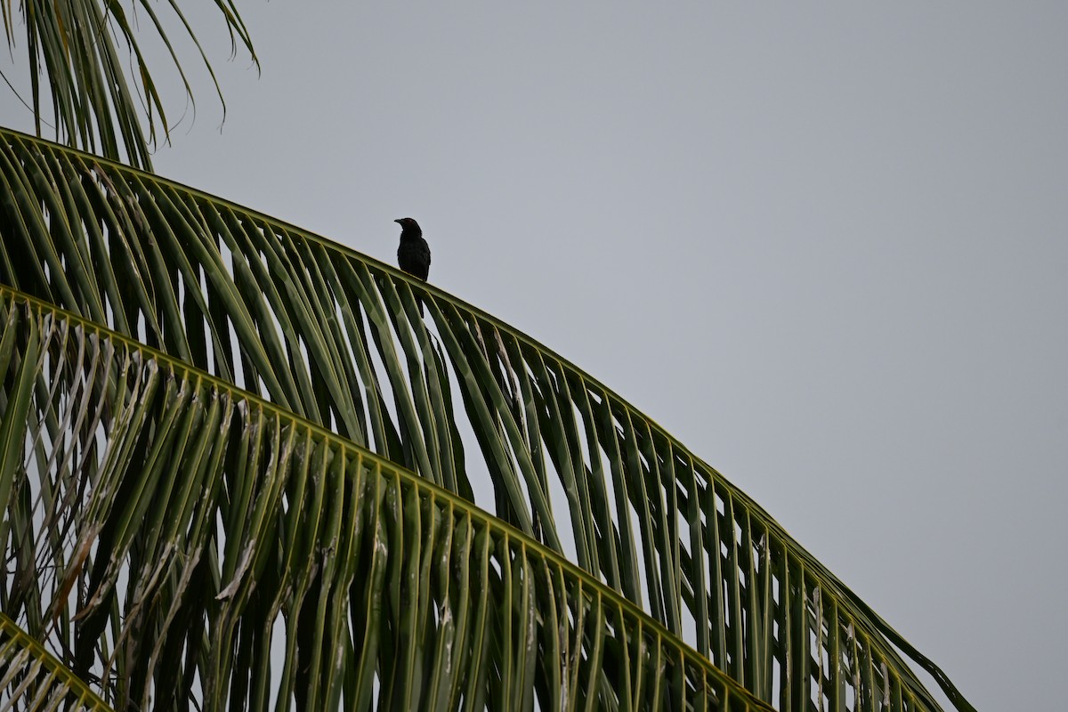 Malaienstar - ML645589194