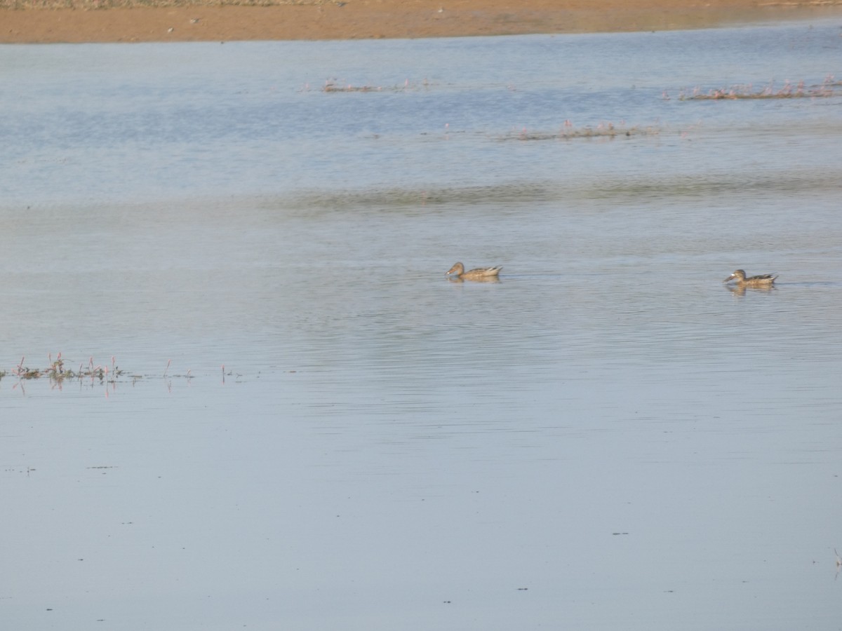 Cuchara Común - ML645589197