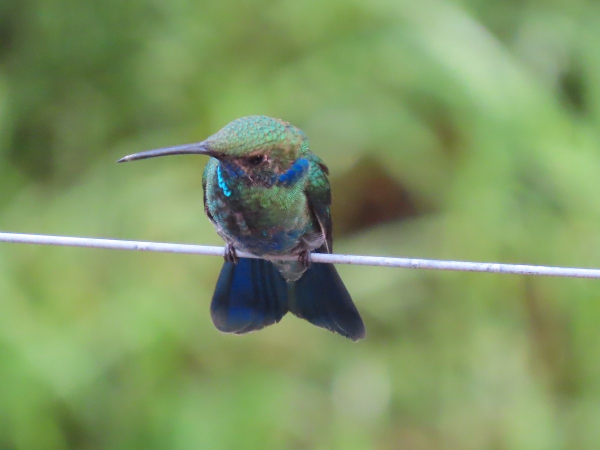 Colibrí Rutilante - ML645589198