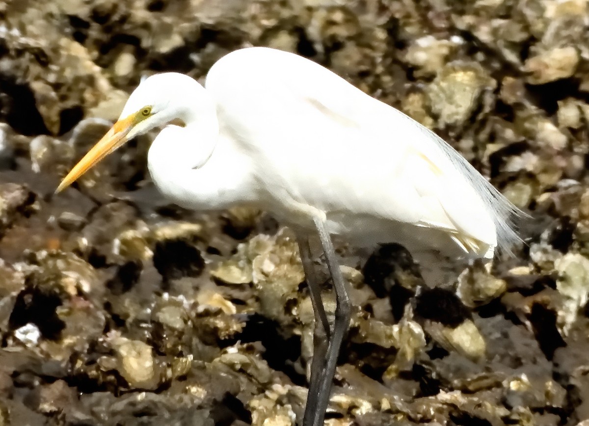 Garceta Grande (australiana) - ML645589199