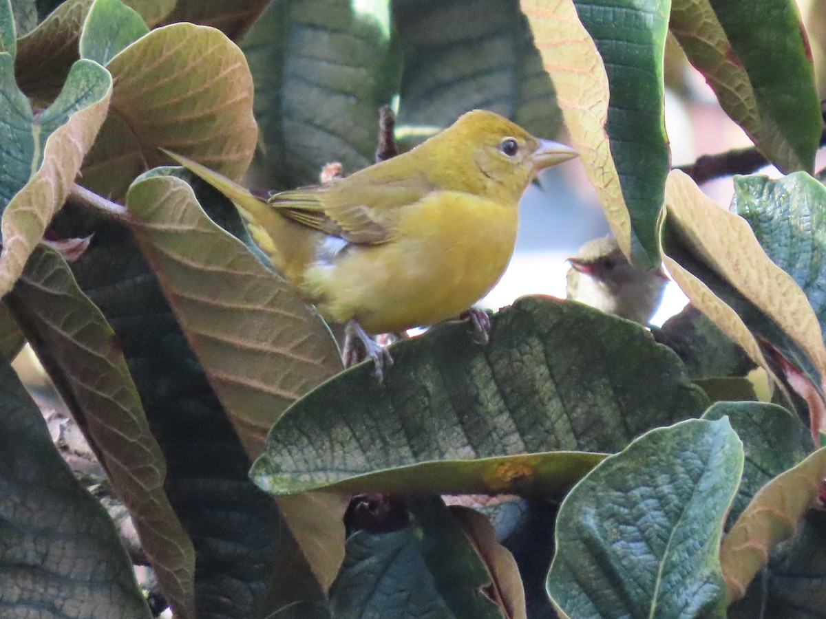 Piranga Roja - ML645589200