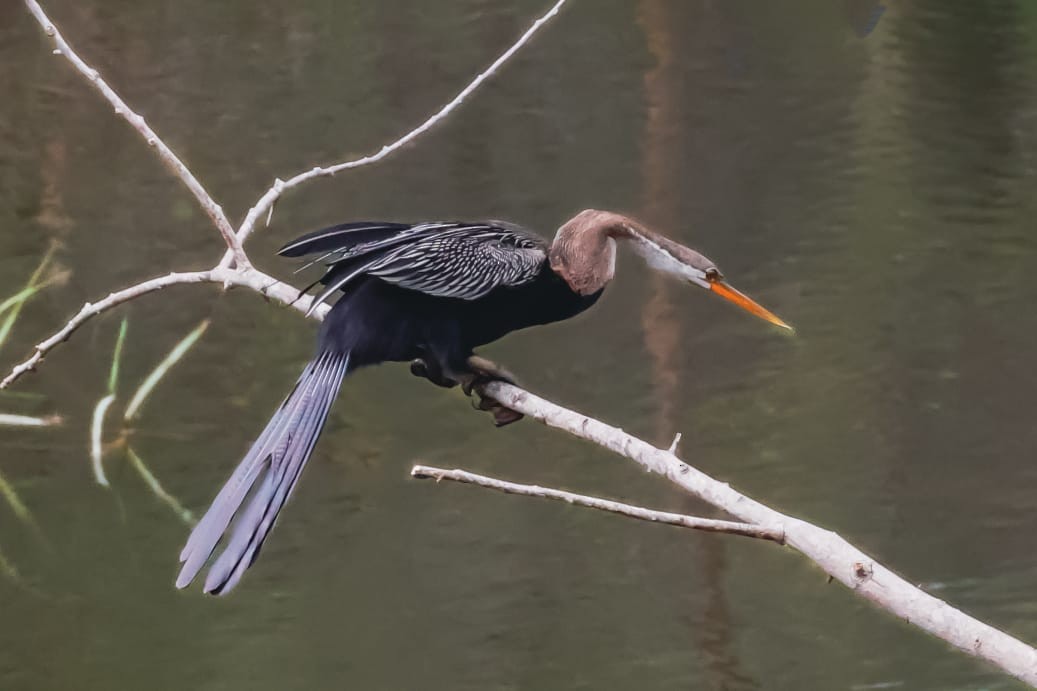 Anhinga Asiática - ML645589202