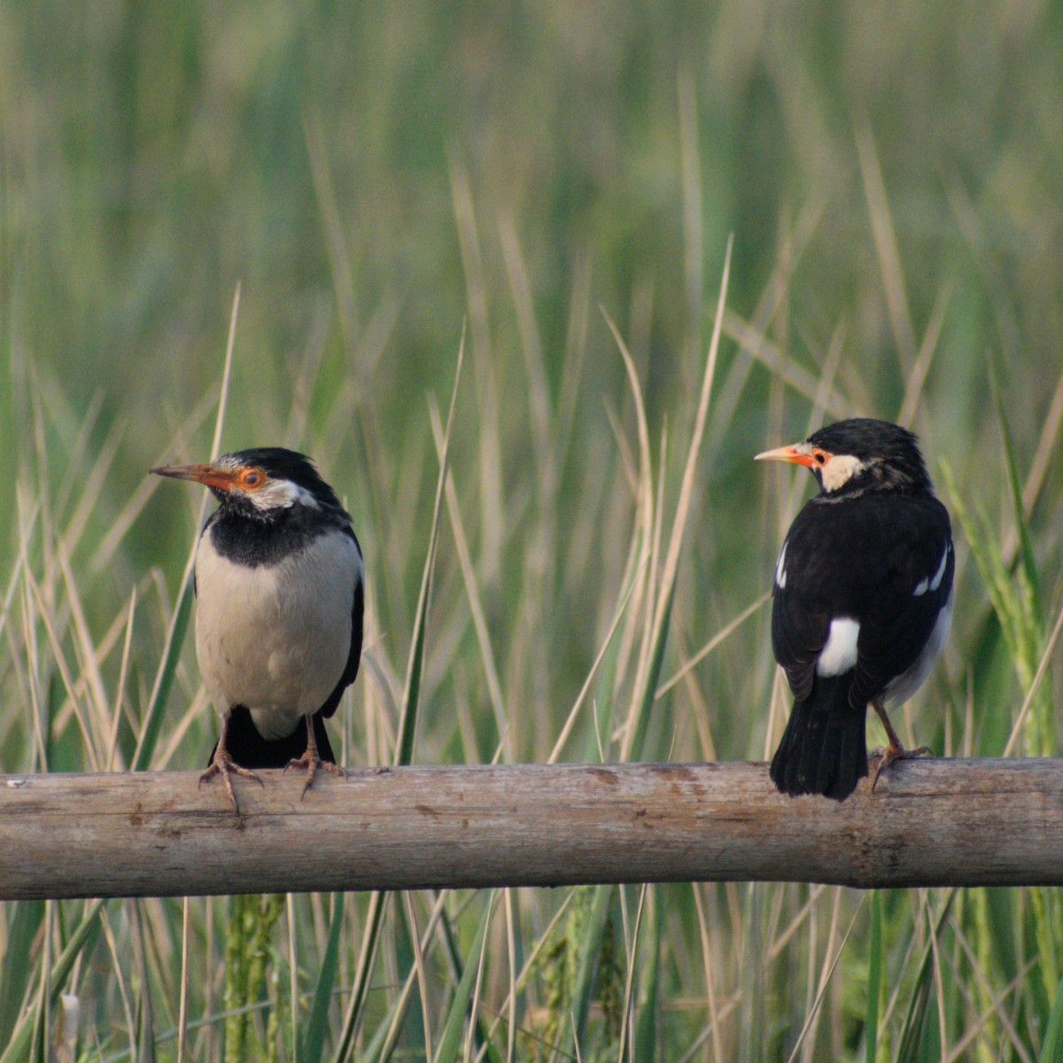 Estornino Pío Común - ML645589203