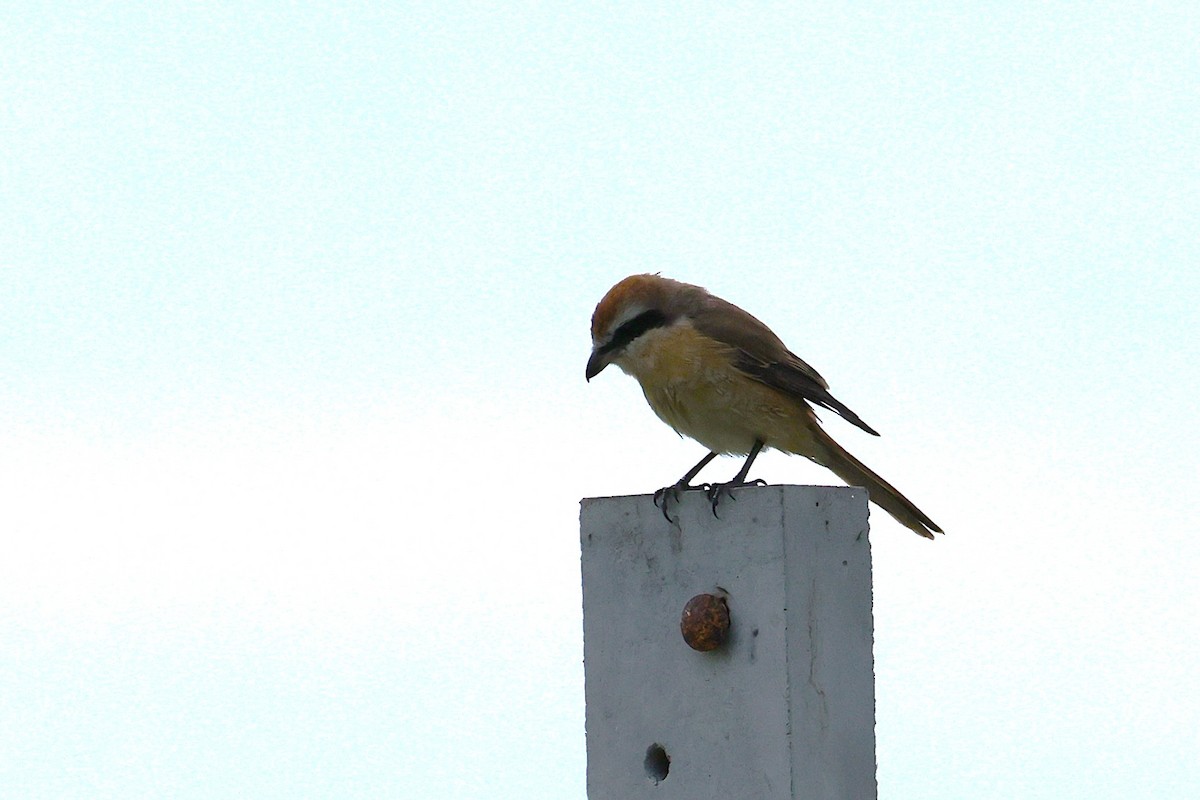 Alcaudón Pardo - ML645589204