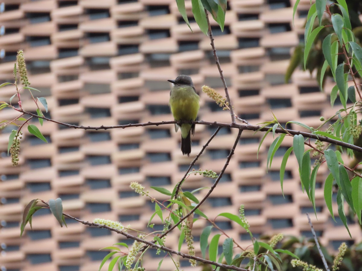 Tirano Melancólico - ML645589206