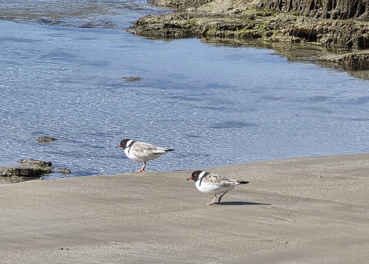 Chorlito Encapuchado - ML645589207