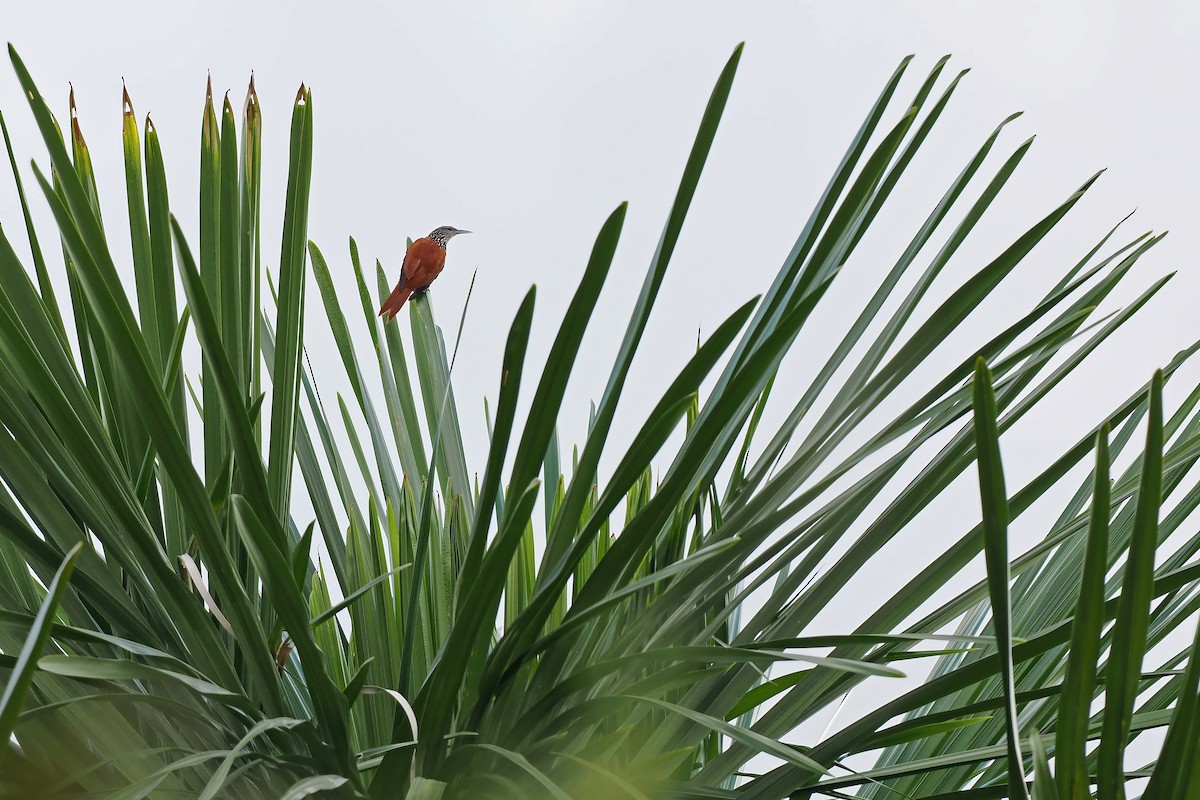 Palmero - ML645589208