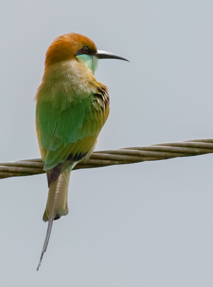 Abejaruco Esmeralda Oriental - ML645589210