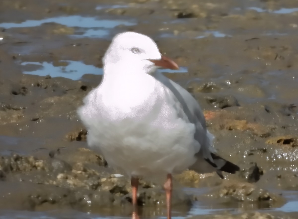 Gaviota Plateada Australiana (Australia) - ML645589211