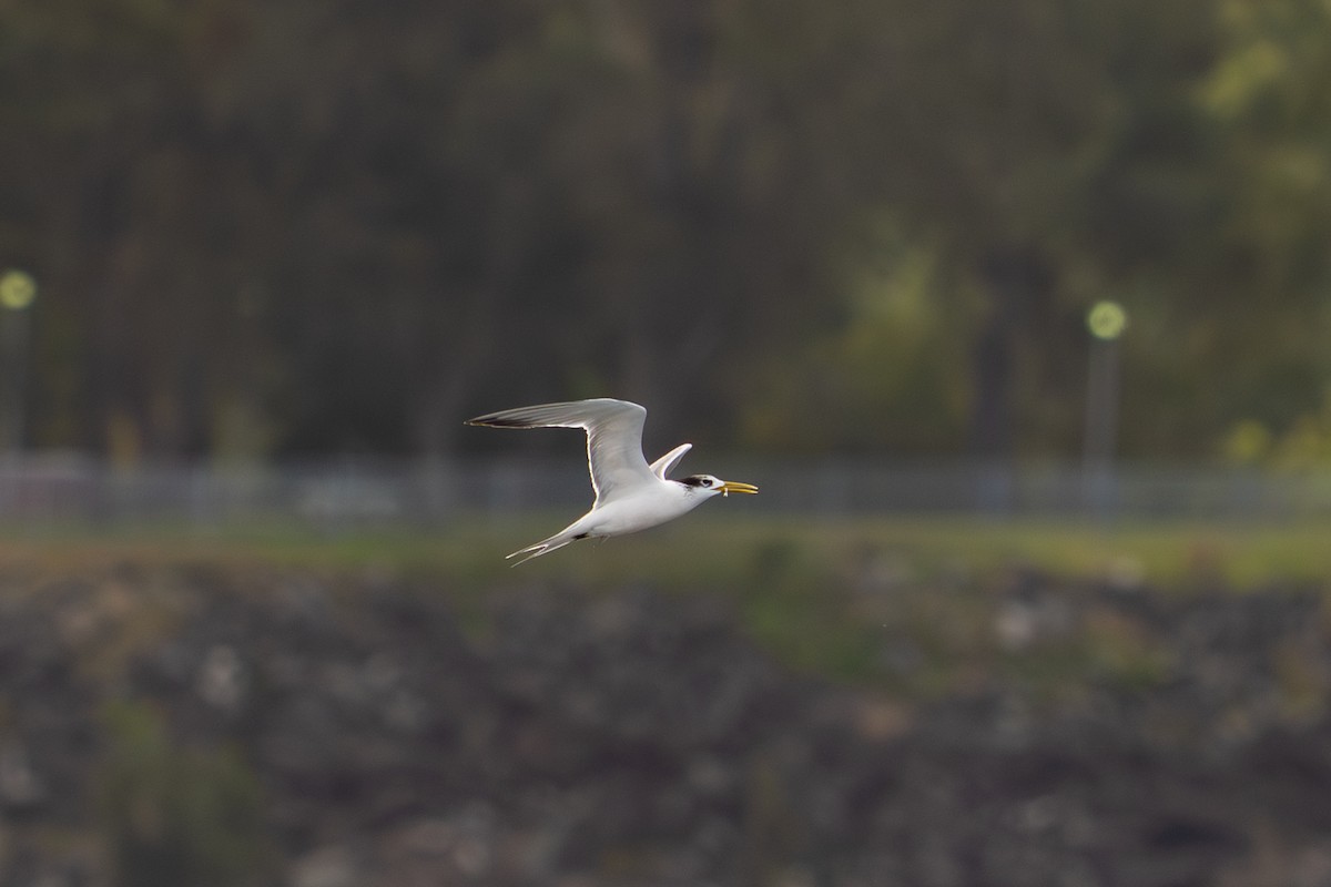 Eilseeschwalbe - ML645589219