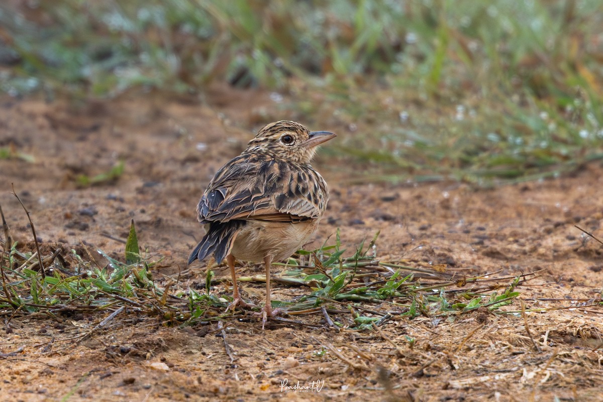 Jerdonlerche - ML645589220