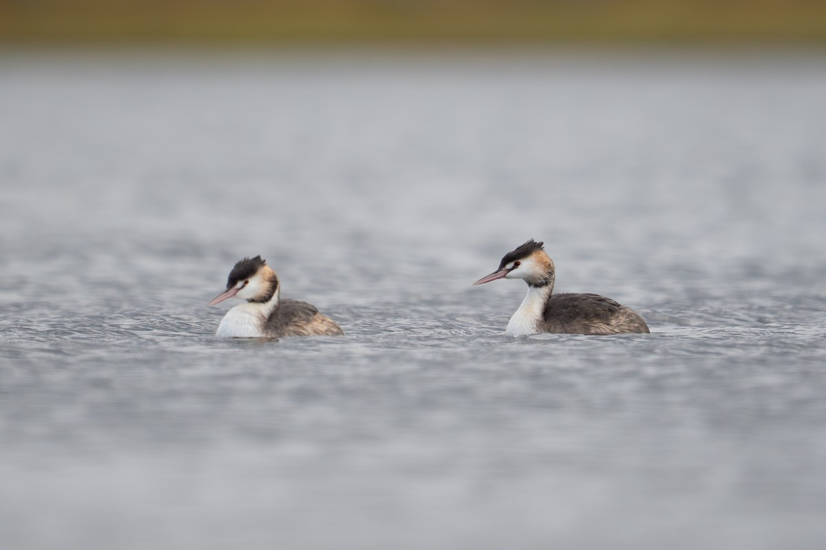 Haubentaucher - ML645589221