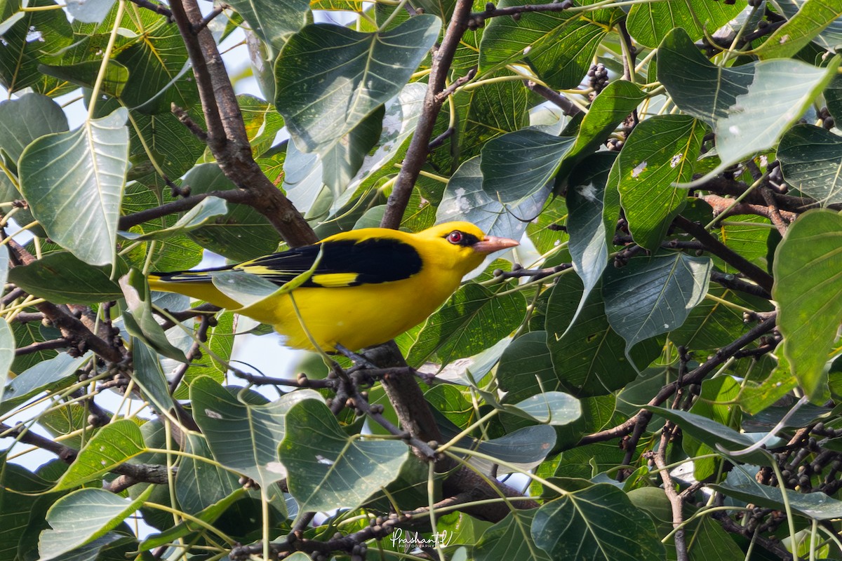 Indienpirol - ML645589222