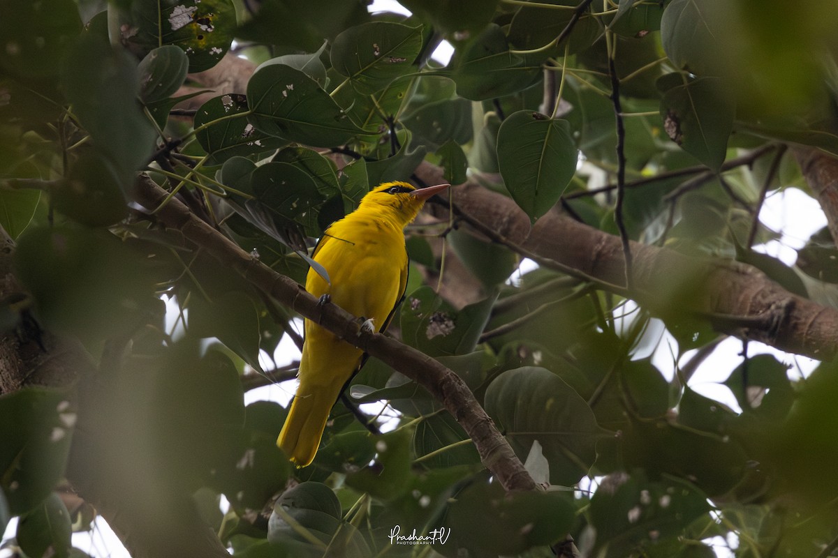 Indienpirol - ML645589223