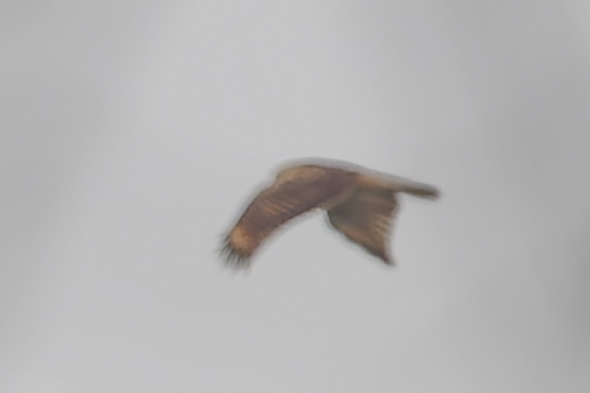 Rotschulterbussard - ML645589224