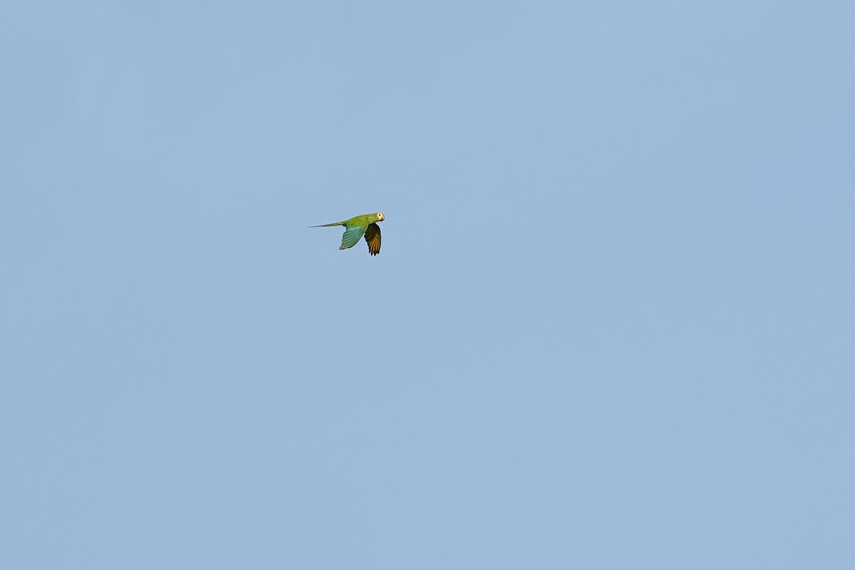 Rotbauchara - ML645589225