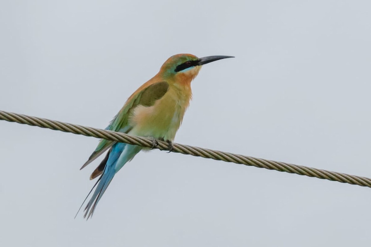 Blauschwanzspint - ML645589226