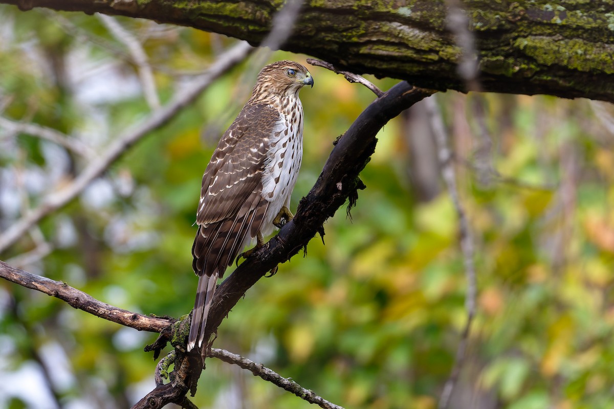 Rundschwanzhabicht - ML645589227