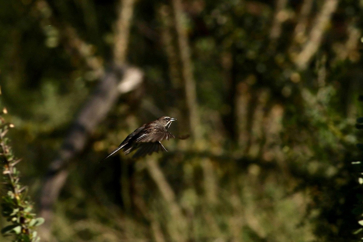 Fünfstreifenammer - ML645589228