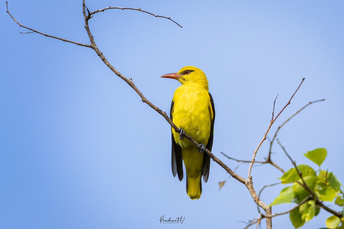 Indienpirol - ML645589229