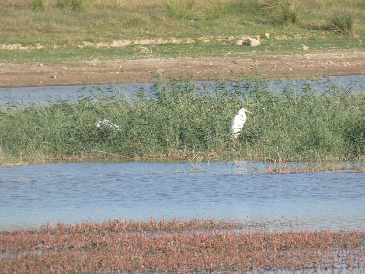 Silberreiher - ML645589230