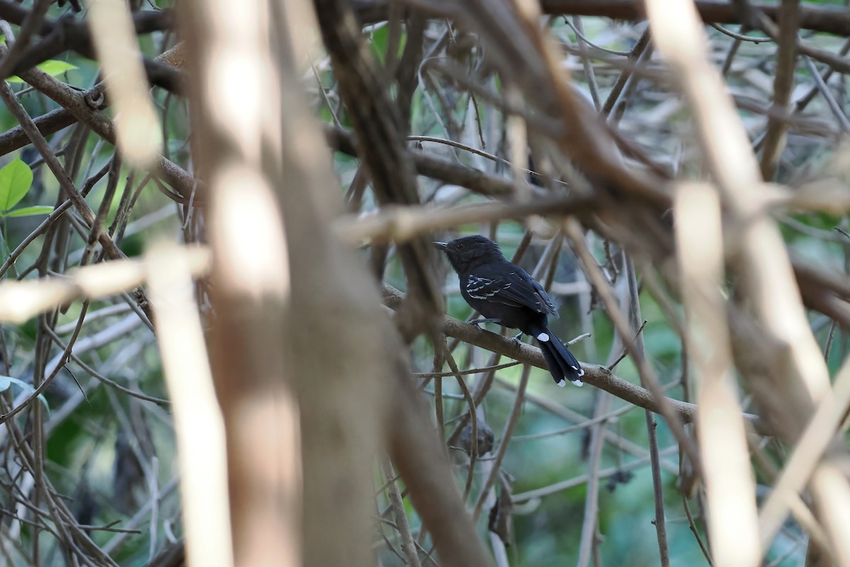 Rio-Branco-Ameisenfänger - ML645589231