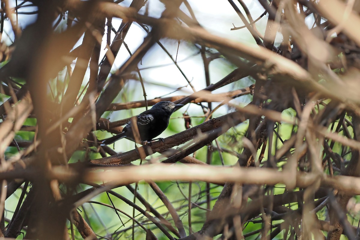 Rio-Branco-Ameisenfänger - ML645589232