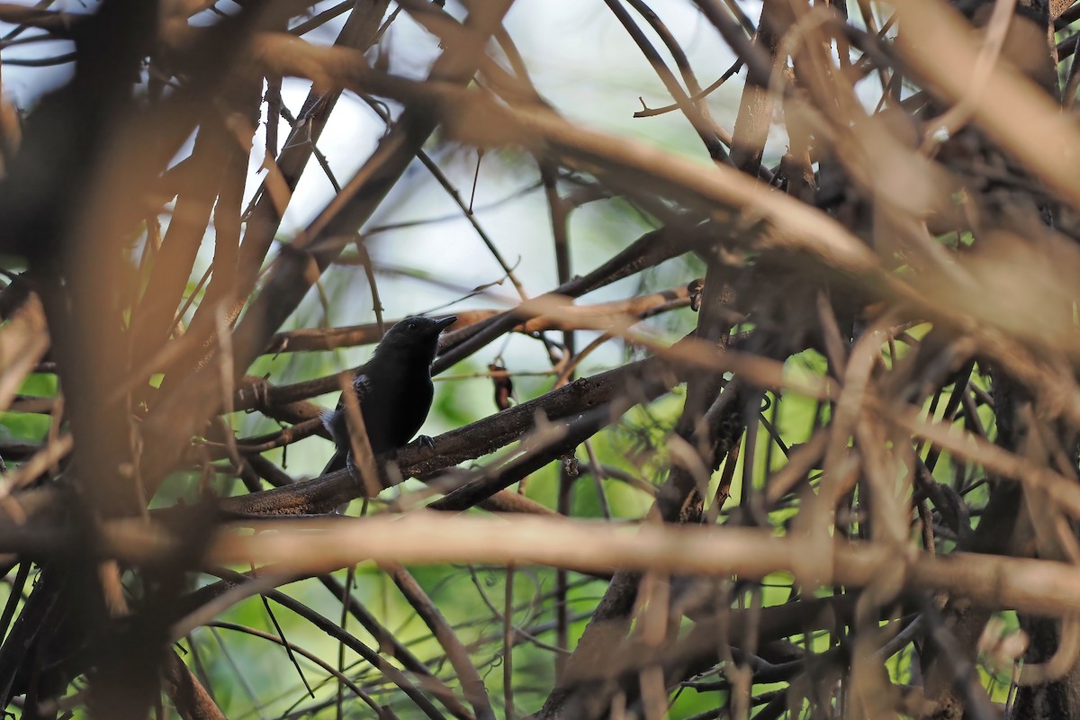 Rio-Branco-Ameisenfänger - ML645589233