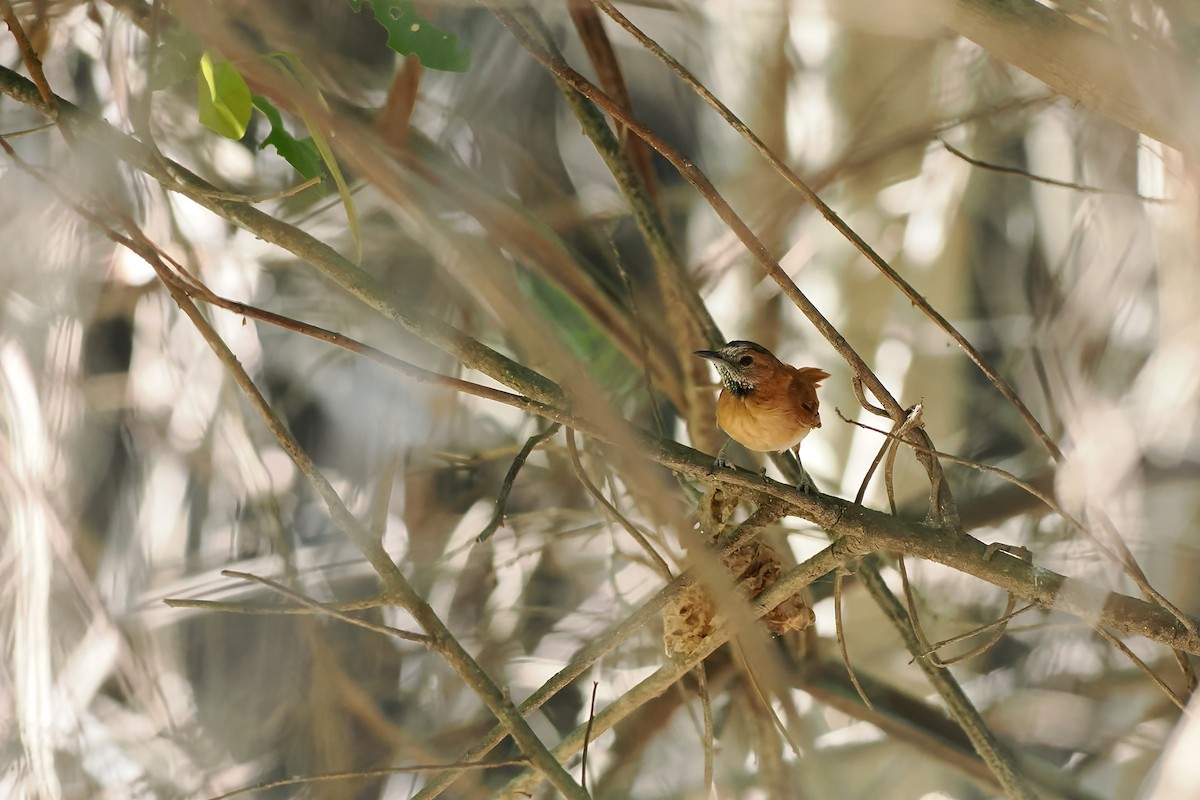 Grauwangen-Dickichtschlüpfer - ML645589235