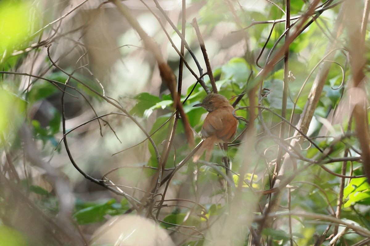 Grauwangen-Dickichtschlüpfer - ML645589236