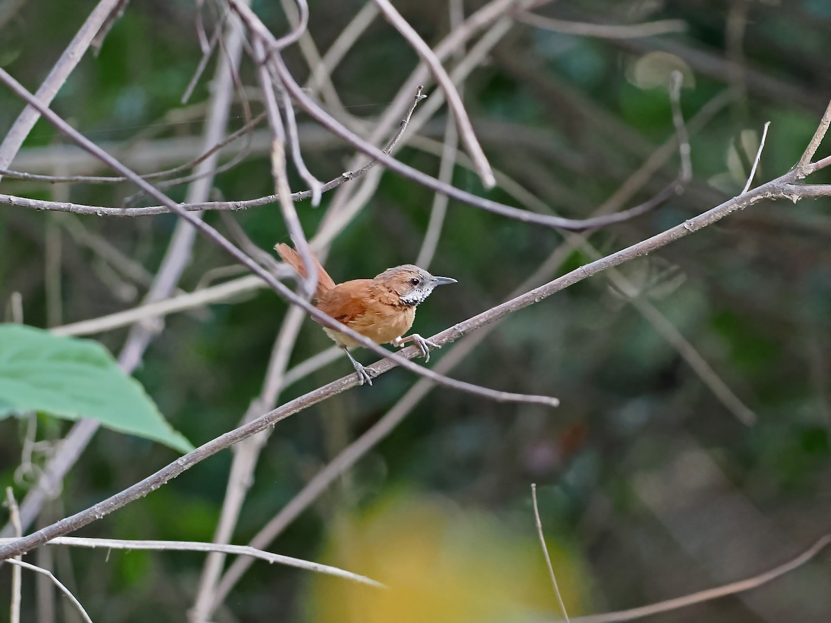 Grauwangen-Dickichtschlüpfer - ML645589237