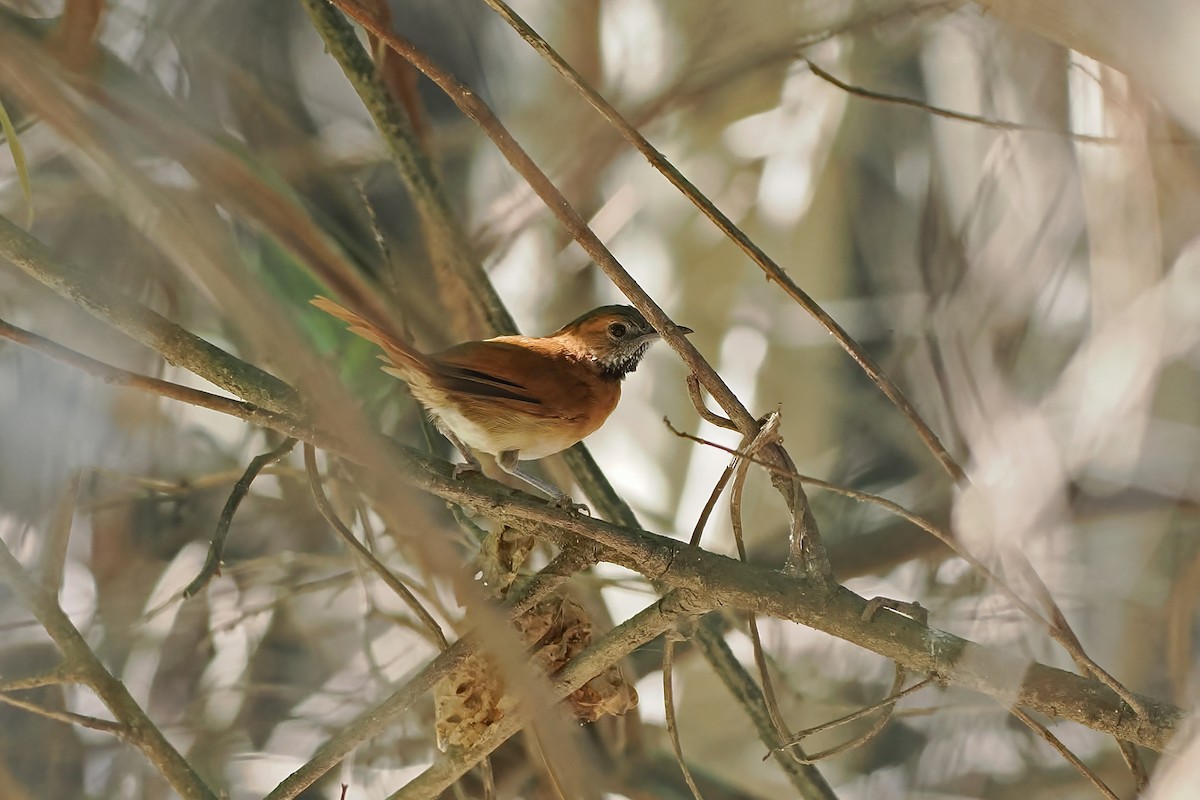 Grauwangen-Dickichtschlüpfer - ML645589238