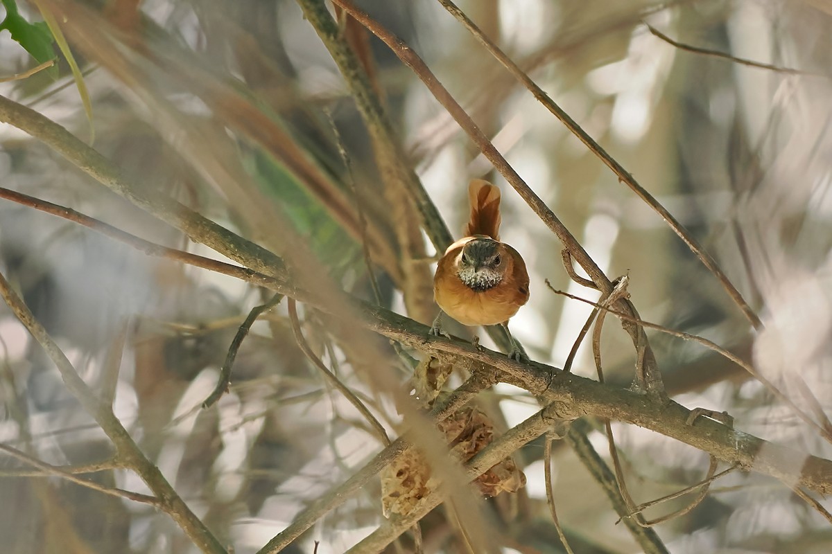 Grauwangen-Dickichtschlüpfer - ML645589239