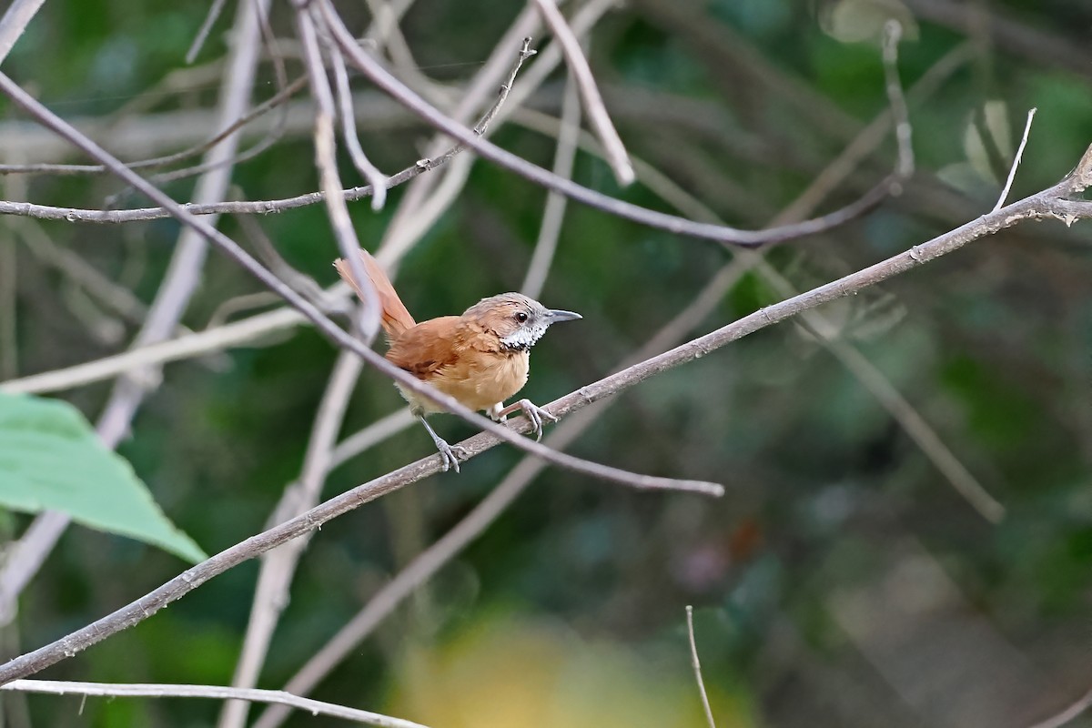 Grauwangen-Dickichtschlüpfer - ML645589240
