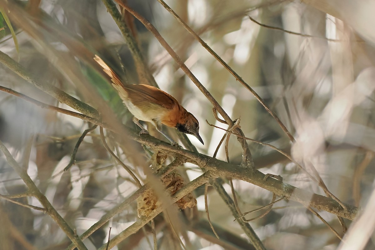 Grauwangen-Dickichtschlüpfer - ML645589241