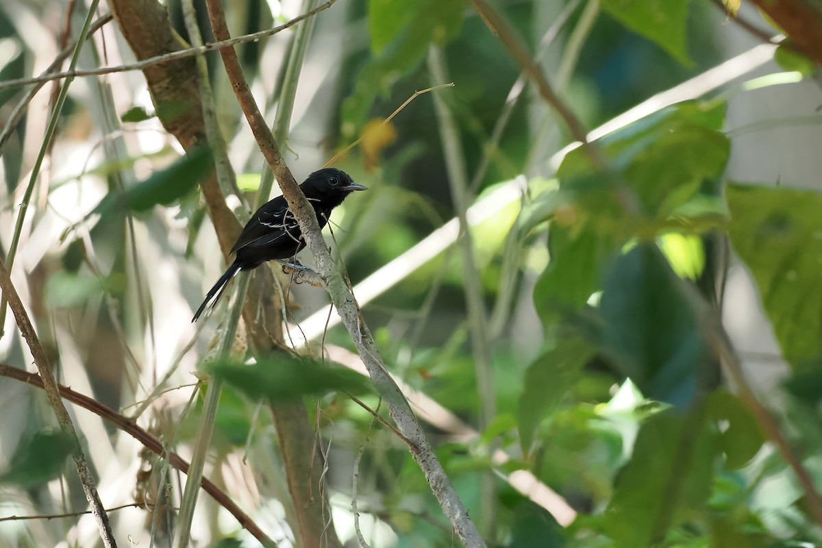 Rio-Branco-Ameisenfänger - ML645589242