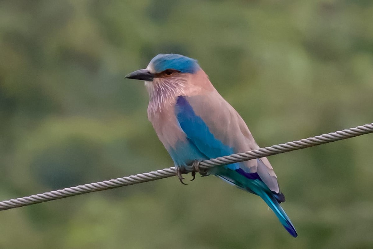 Bengalenracke - ML645589243