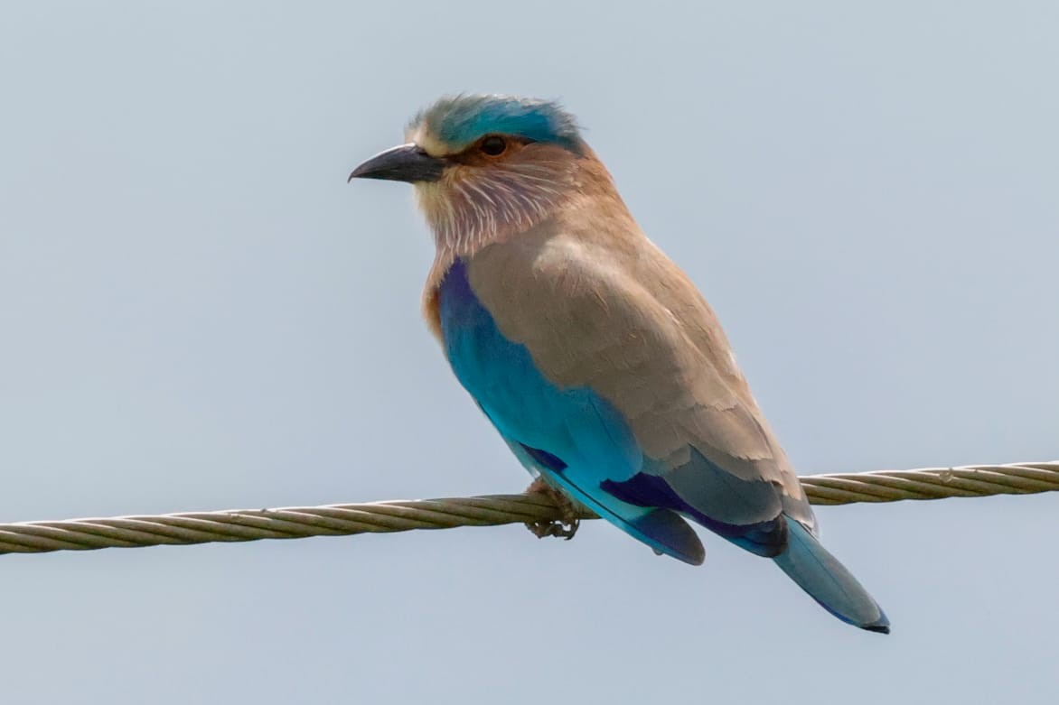 Bengalenracke - ML645589244