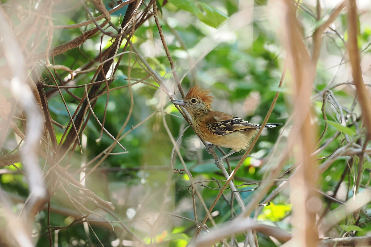 Schwarzgesicht-Ameisenwürger - ML645589247