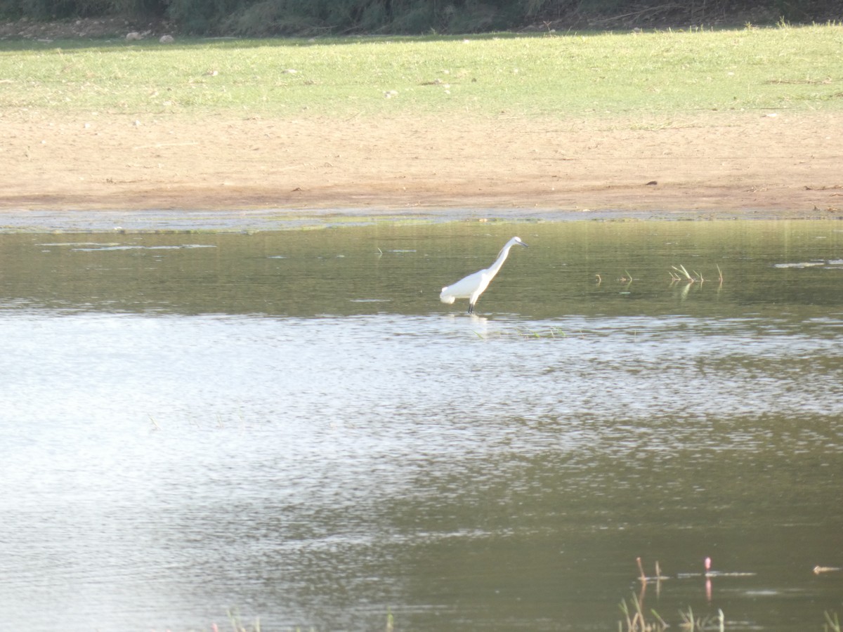 Kuhreiher - ML645589248